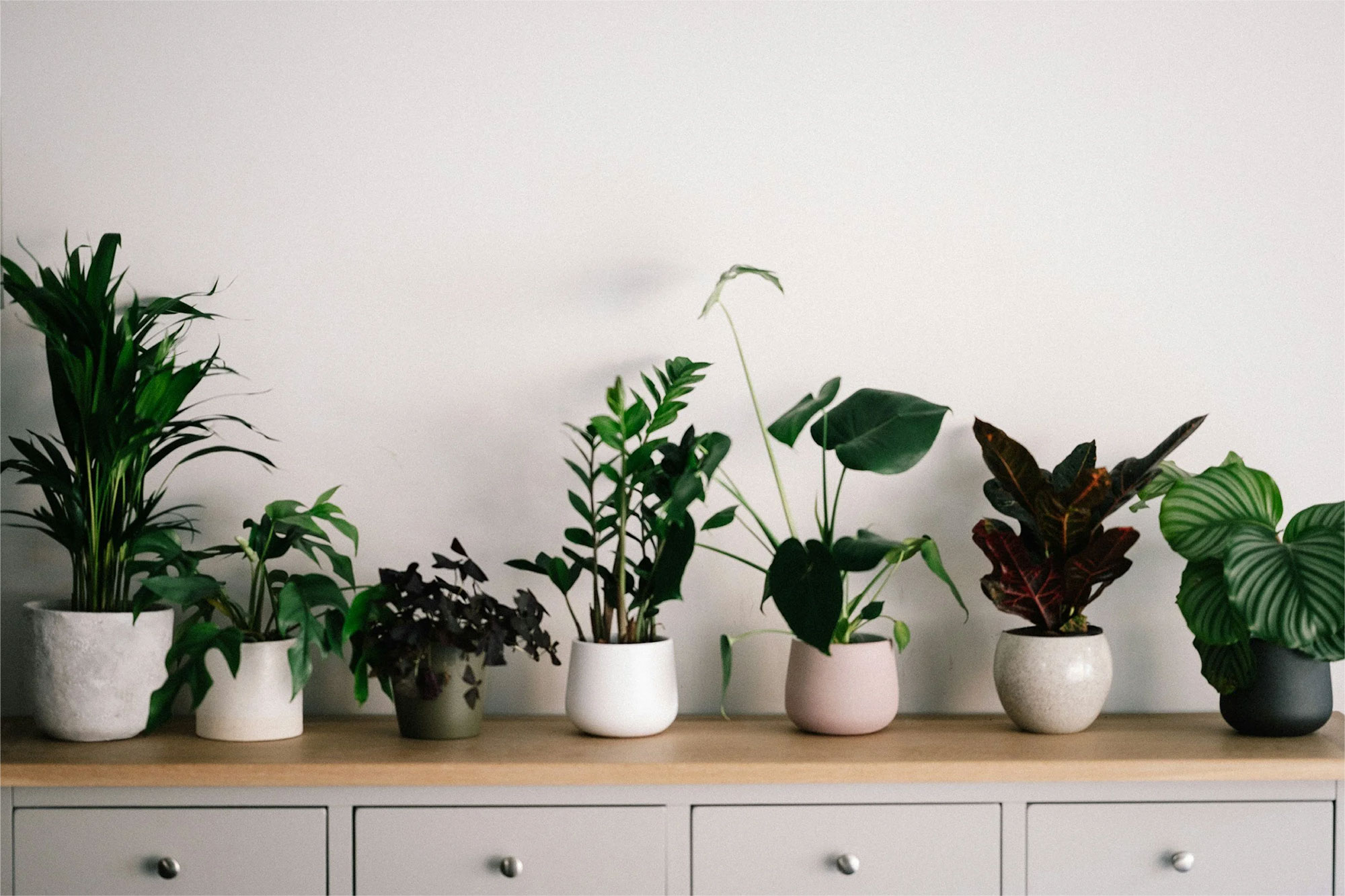 Row of plants on a table